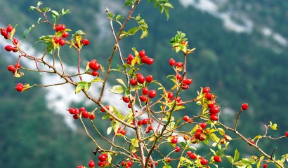 Cinorrodi, frutti della rosa