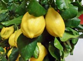 Limoni in maturazione