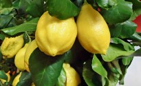 Limoni in maturazione