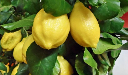 Limoni in maturazione