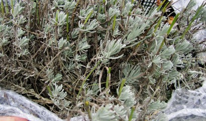 Protezione invernale per le piante aromatiche e officinali