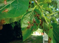 Foglie di gelso colpite da macchie necrotiche