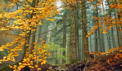 Bosco in autunno