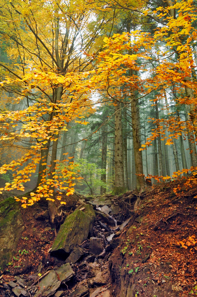 Perche In Autunno Cadono Le Foglie Vita In Campagna