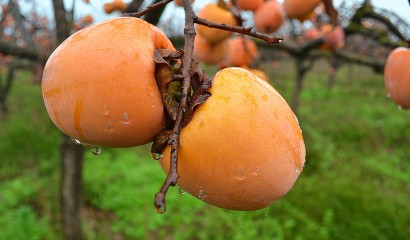 Kaki pronti per la raccolta