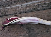 radicchio tardivo trevigiano