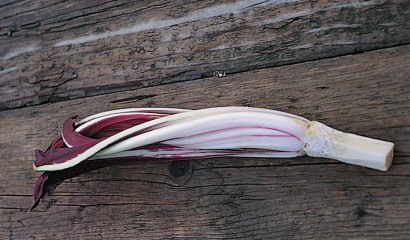 radicchio tardivo trevigiano