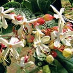 Clerodendron trichotomum