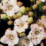 Viburnum x burkwoodii