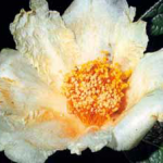 Camellia sasanqua «Narumi-Gata»