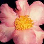 Camellia granthamiana