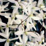 Clematis armandii