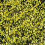 Corylopsis pauciflora