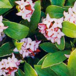 Daphne mezereum