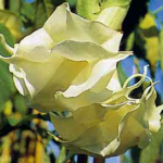 Datura