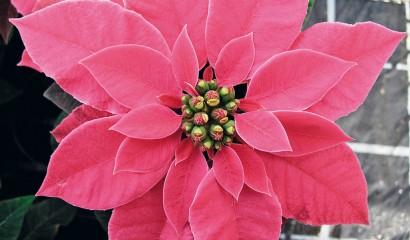 fiori stella di natale