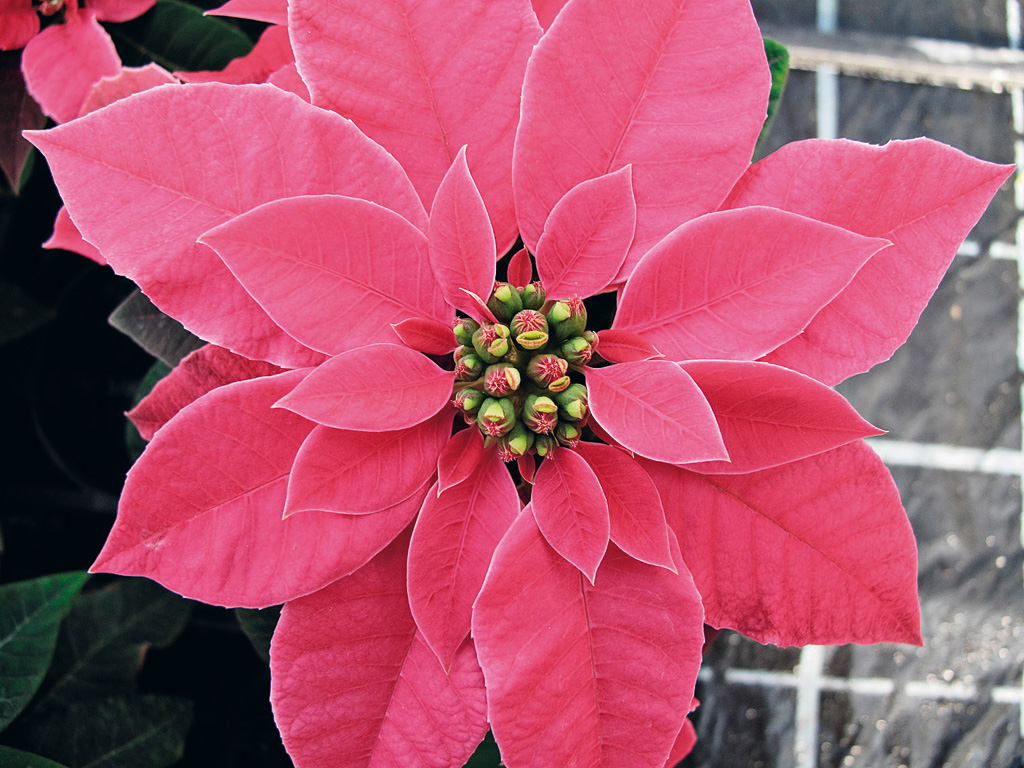 Stella Di Natale Fiore.Stella Di Natale Quelli Che Sembrano Fiori Sono In Realta Foglie Vita In Campagna