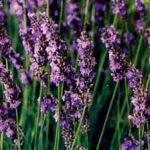 Lavandula x intermedia «Grosso»