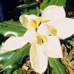 Magnolia grandiflora «Gallisoniensis»