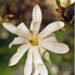 Magnolia stellata