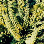 Mahonia «Winter Sun»