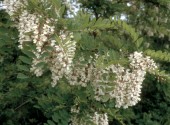 Fiori di Robinia pseudoacacia