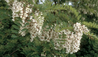 Fiori di Robinia pseudoacacia