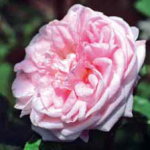 Rosa «M.me Louis Lévèque»