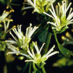 Sarcococca confusa