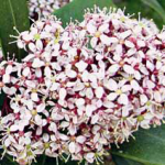 Skimmia japonica «Rubella»