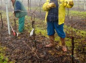 Potatura invernale di vigneto condotto a Guyot