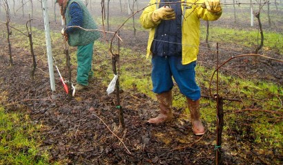 Potatura invernale di vigneto condotto a Guyot