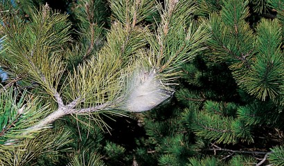 Nido di processionaria su pino