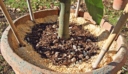 Agrumi in vaso concimati con lupini macinati