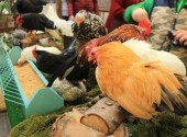 Galline da compagnia alla fiera di Vita in Campagna