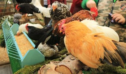 Galline da compagnia alla fiera di Vita in Campagna