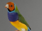 Diamante Gould Ancestrale testa arancio