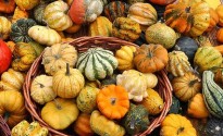 Zucche ornamentali