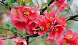 chaenomeles-in-fiore-di-brozova-copertina-vita-in-campagna-aprile-2015