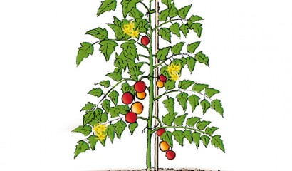 Disegno di una pianta di pomodoro indeterminata con il consueto sostegno