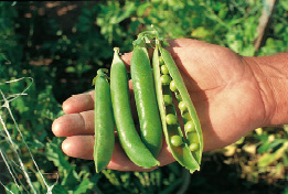 Baccelli di pisello pronti per la raccolta