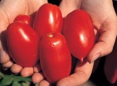 Pomodori di varietà Earlypeel appena raccolti nell'orto