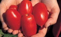 Pomodori di varietà Earlypeel appena raccolti nell'orto