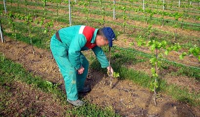 Potatura di allevamento