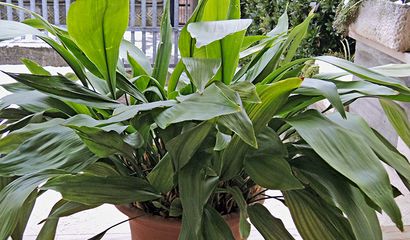 Aspidistra