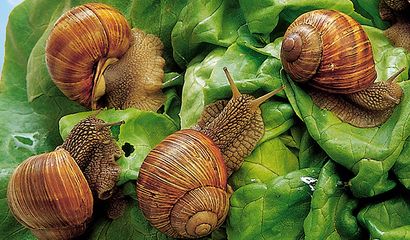 Helix Pomatia Elicicoltura allevamento chiocciole lumache