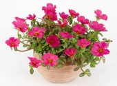 Portulaca