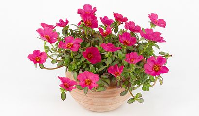 Portulaca