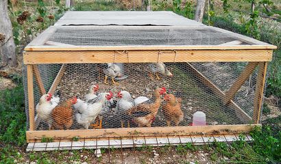 Allevare polli in gabbie mobili senza fondo