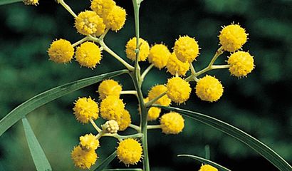 Acacia retinoides